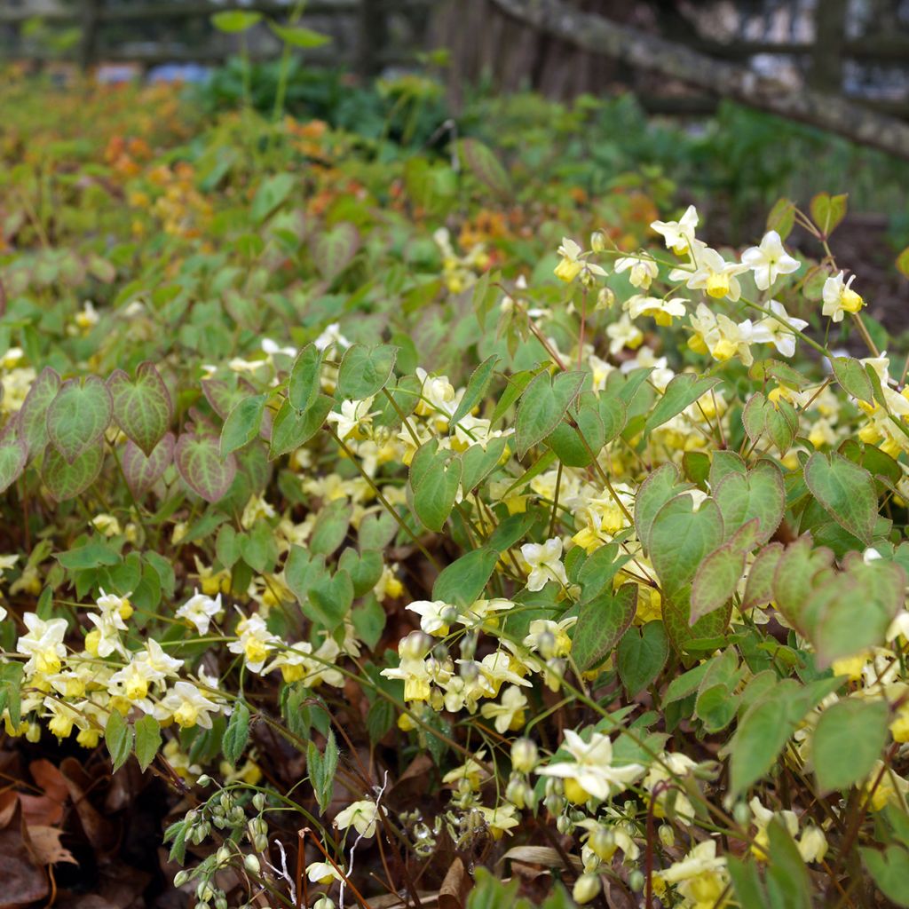 Epimedium versicolor Sulphureum