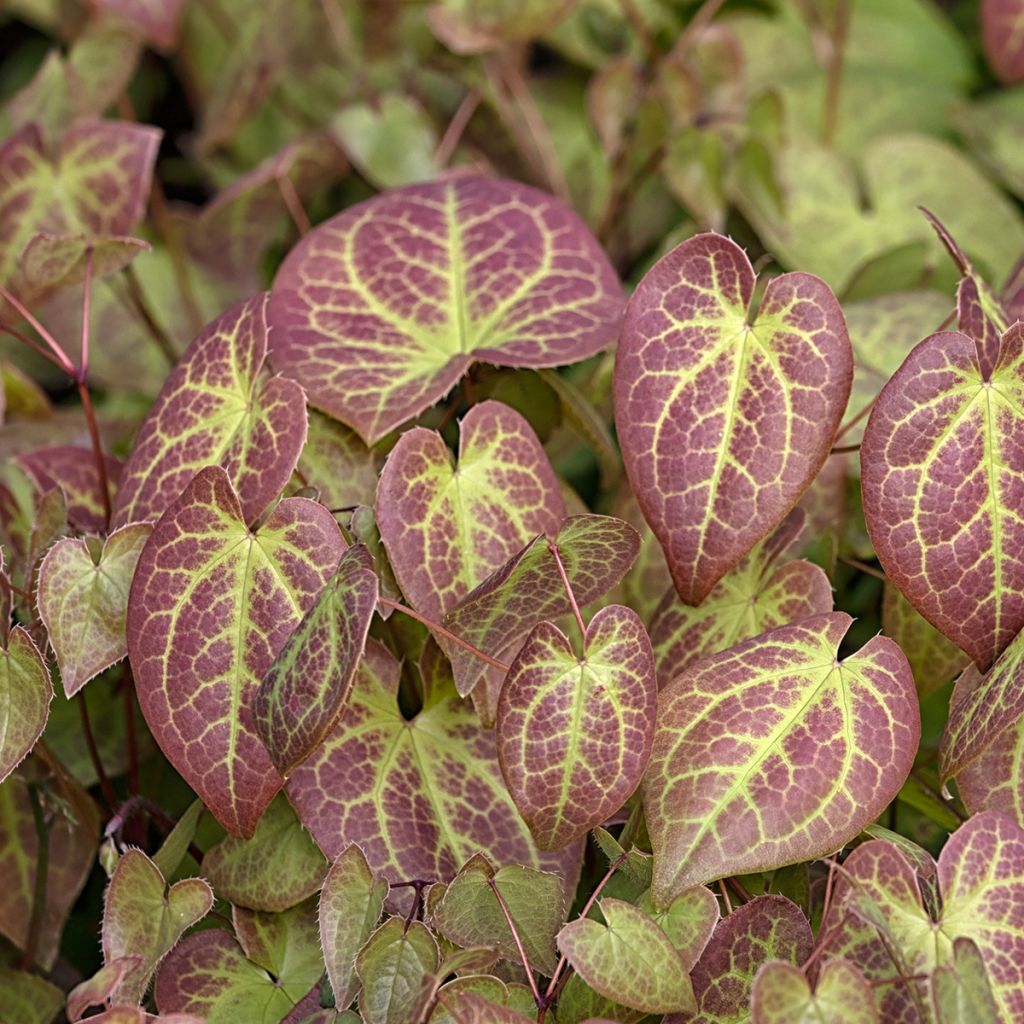 Epimedium versicolor Sulphureum
