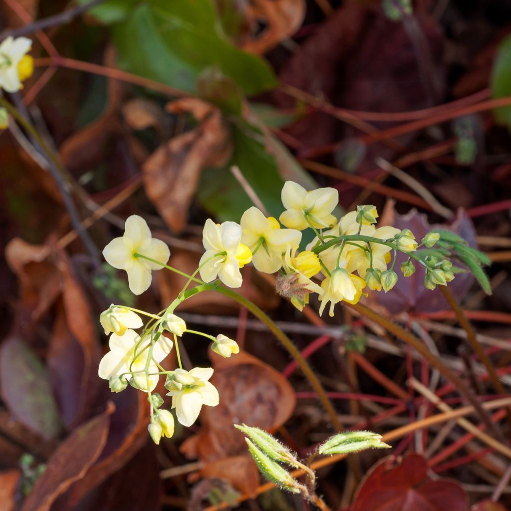 Epimedium versicolor Sulphureum