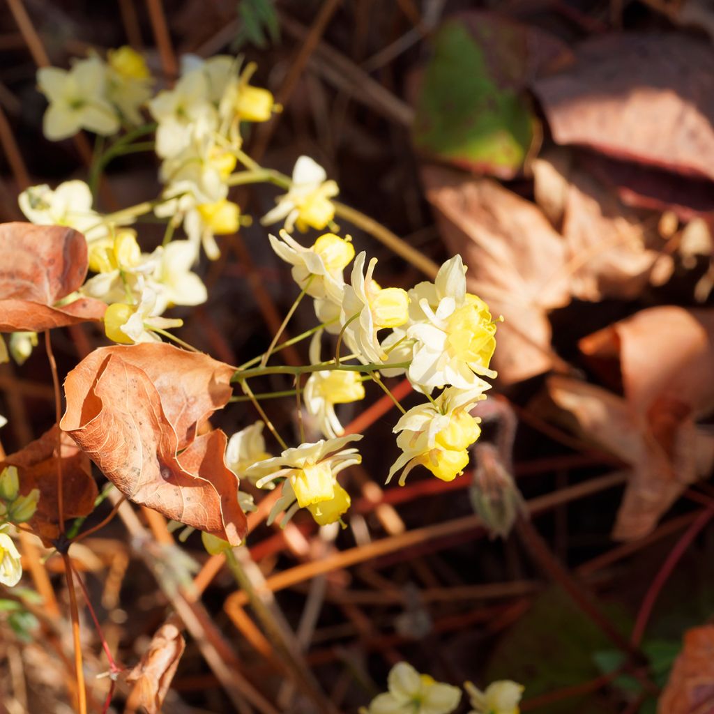 Epimedium versicolor Sulphureum