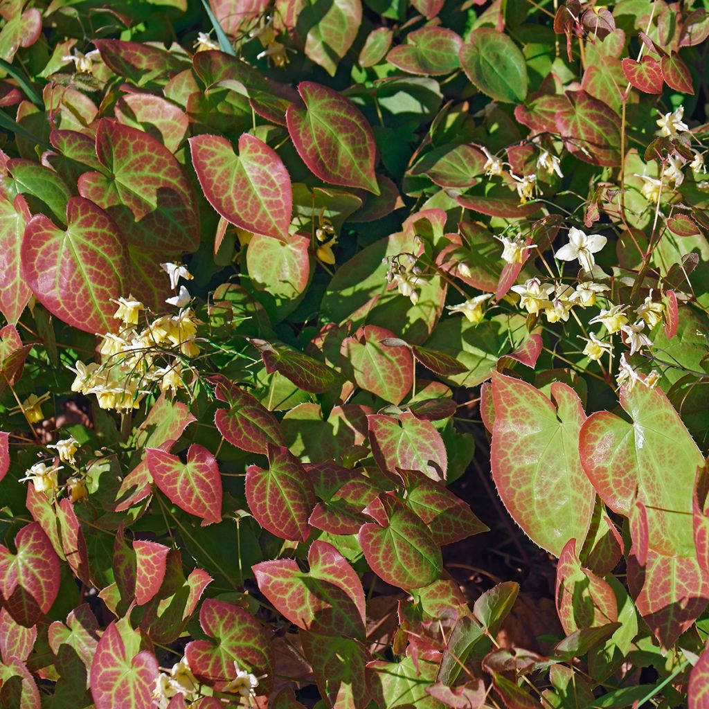 Epimedium versicolor Sulphureum
