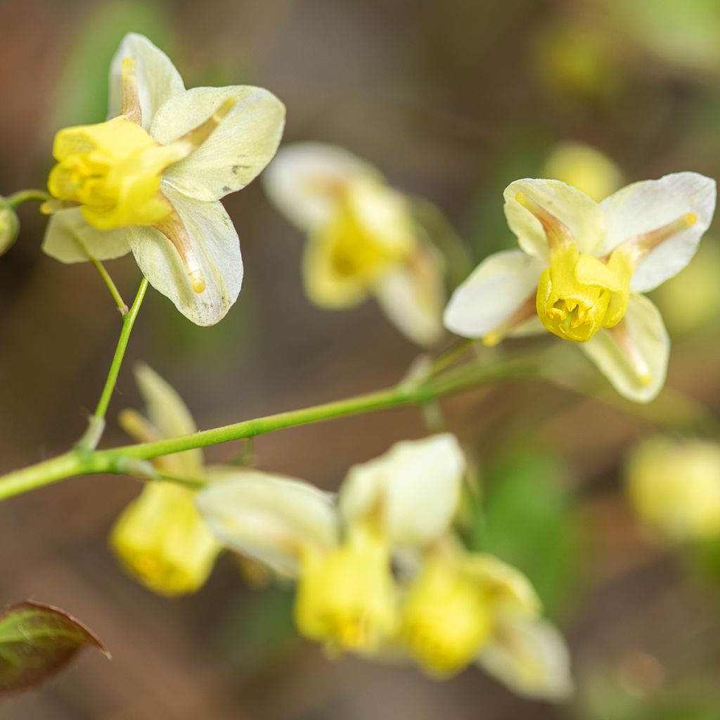 Epimedium versicolor Sulphureum