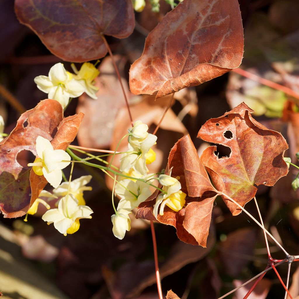 Epimedium versicolor Sulphureum