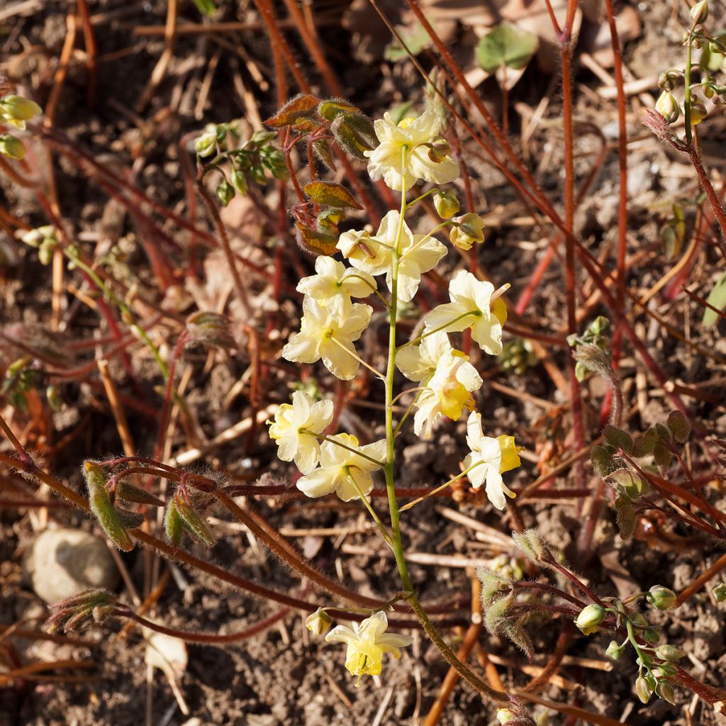 Epimedium versicolor Sulphureum