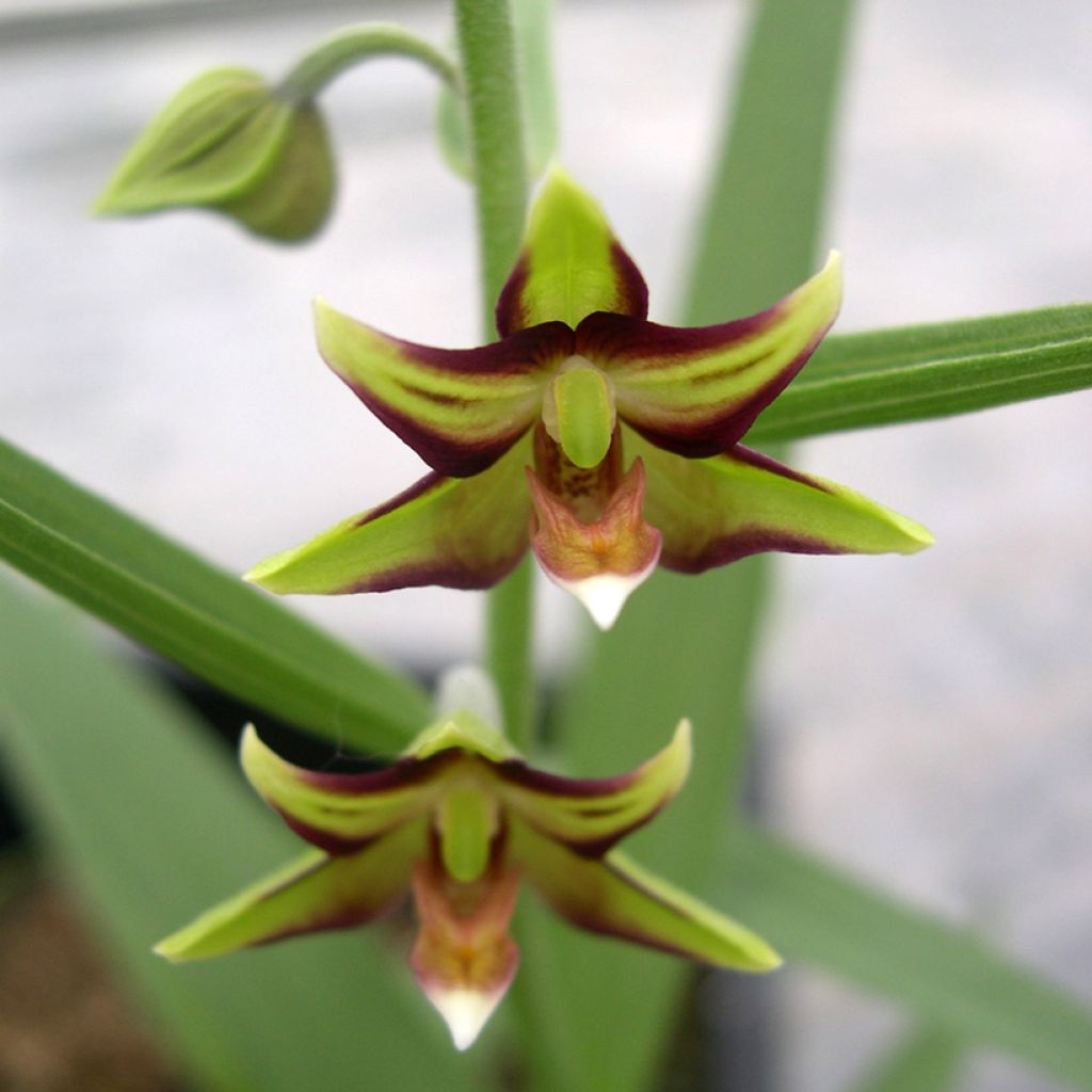 Epipactis veratrifolia