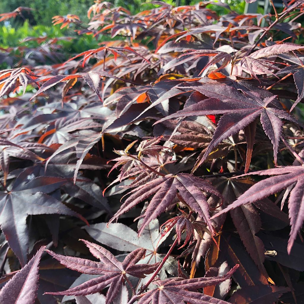 Acer palmatum Bloodgood - Acero giapponese