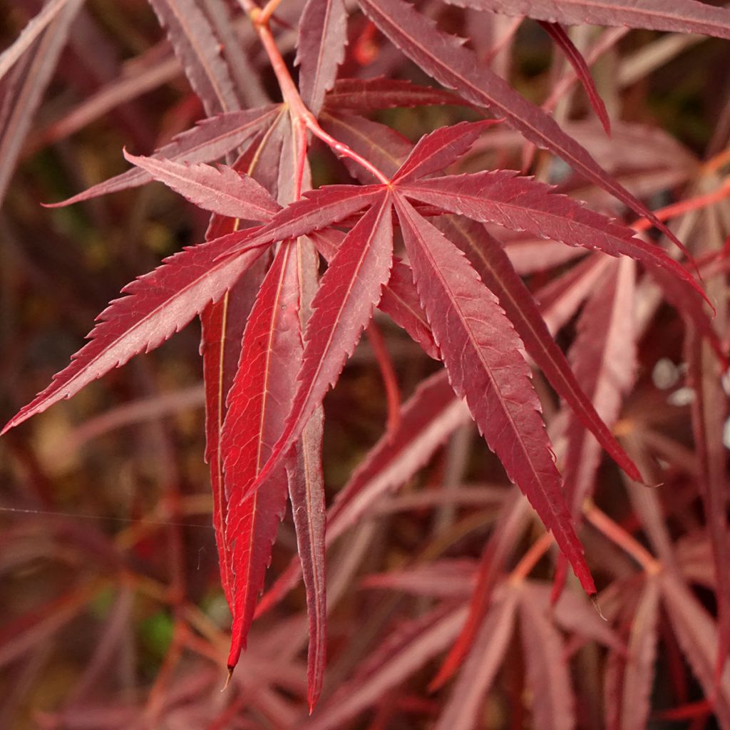 Acer palmatum Red Pygmy - Acero giapponese