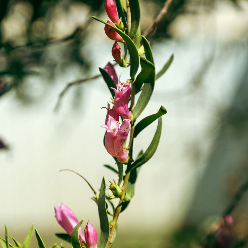 Eremophila laanii