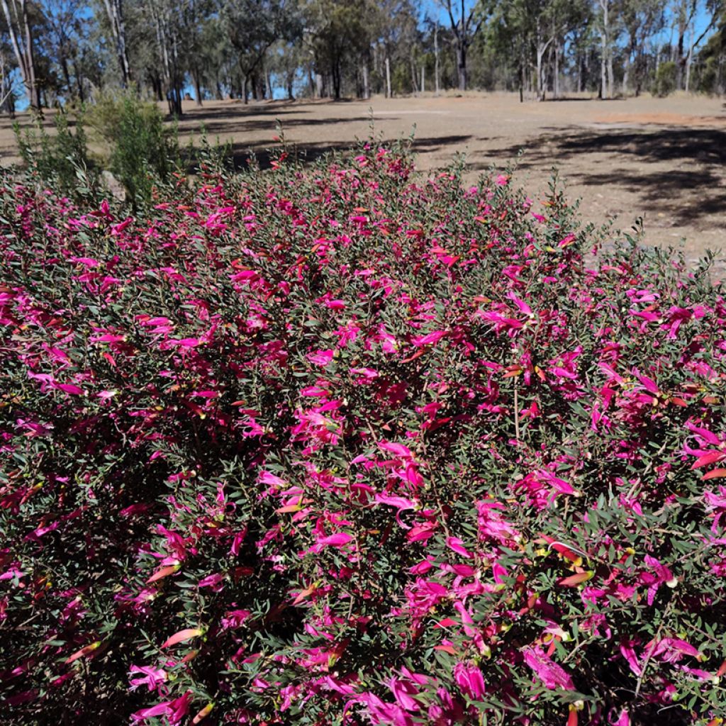 Eremophila maculata