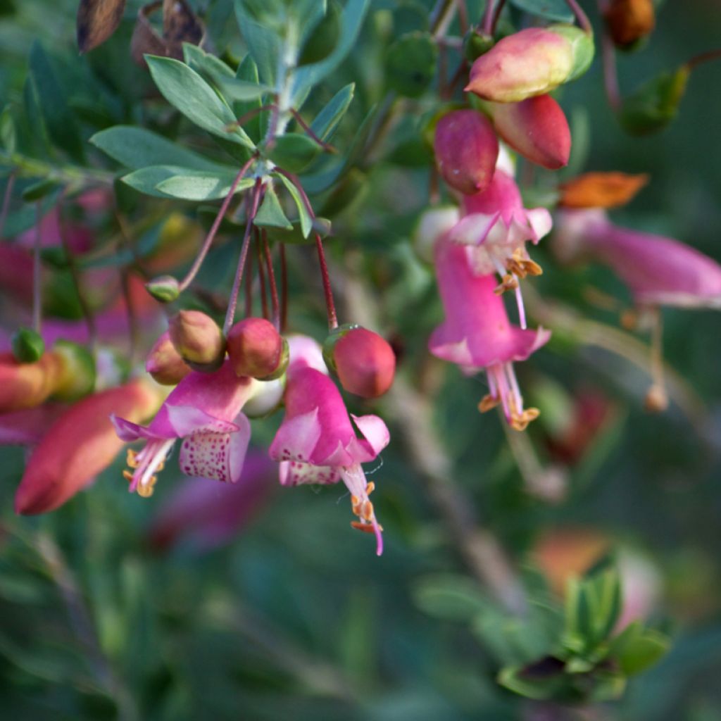 Eremophila maculata