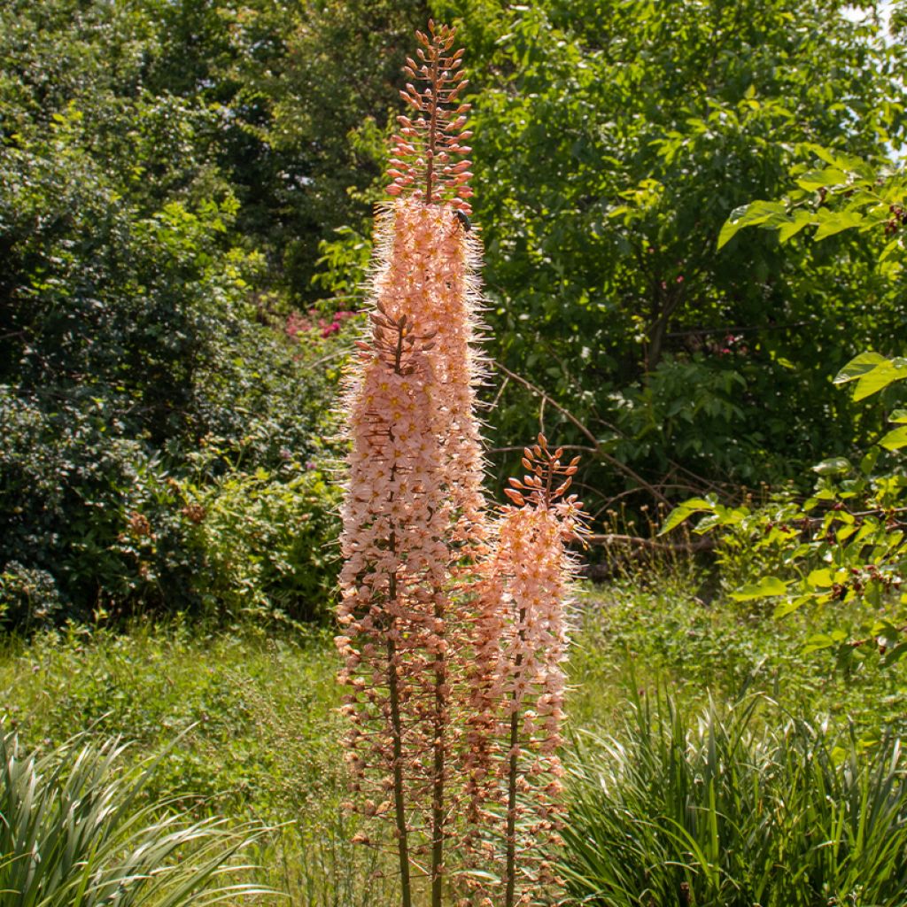 Eremurus Romance