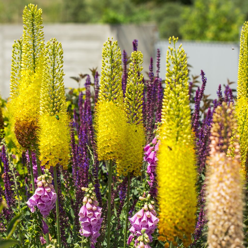 Eremurus bungei