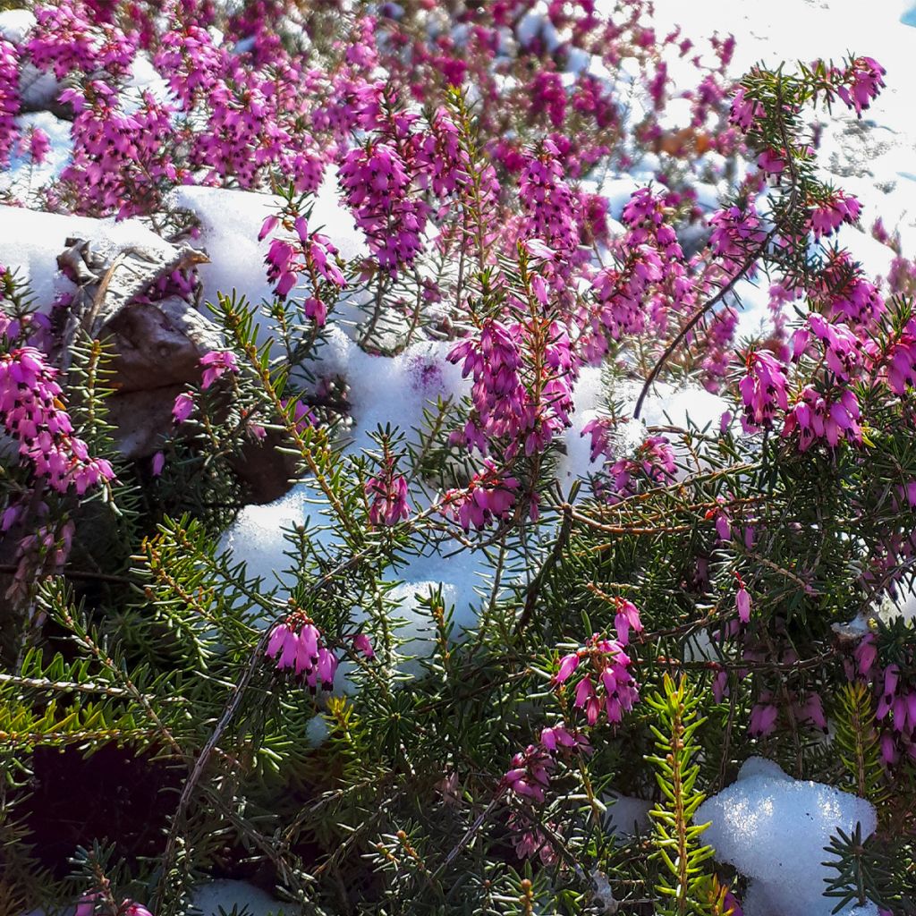 Erica cinerea