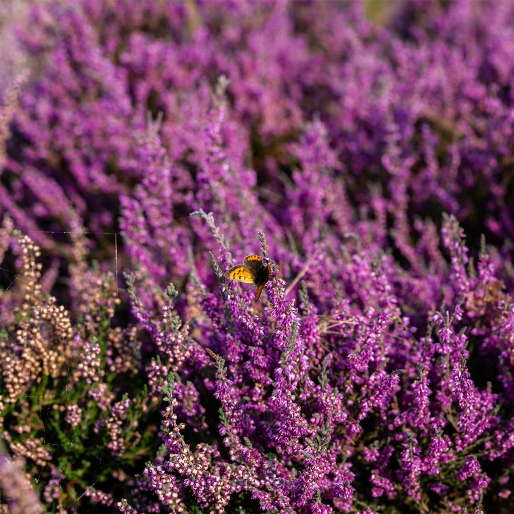 Erica cinerea