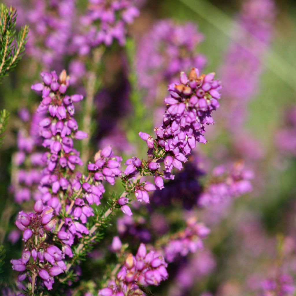Erica cinerea