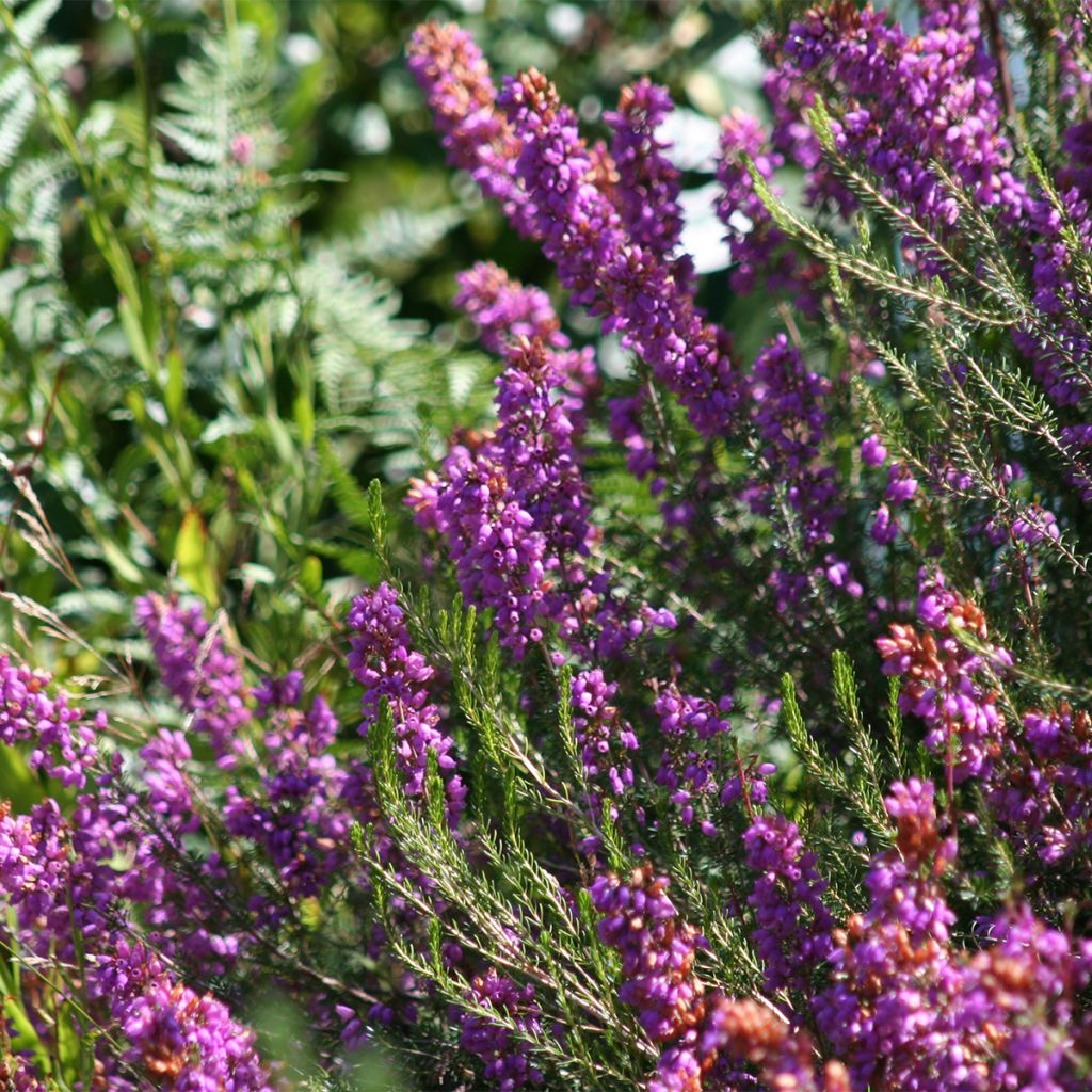 Erica cinerea