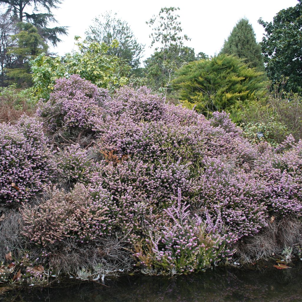Erica cinerea