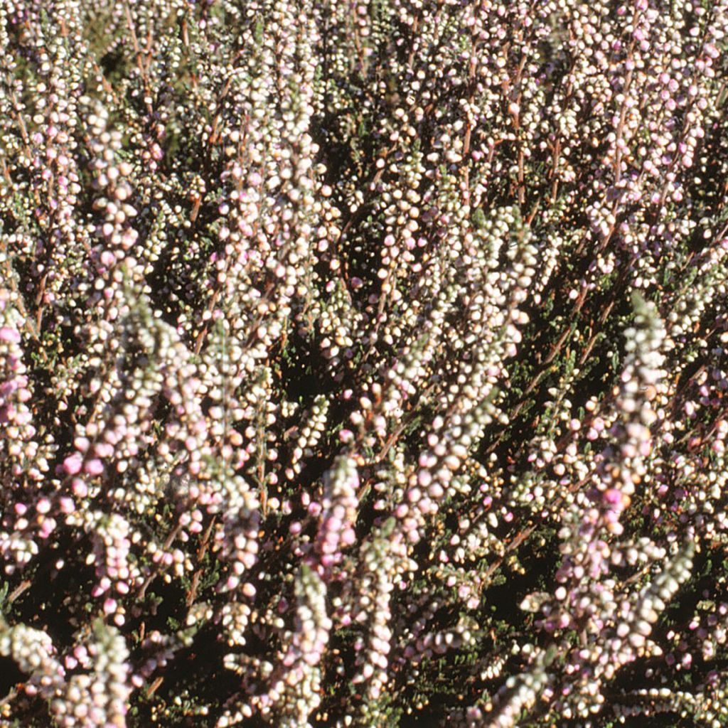 Erica darleyensis White Glow