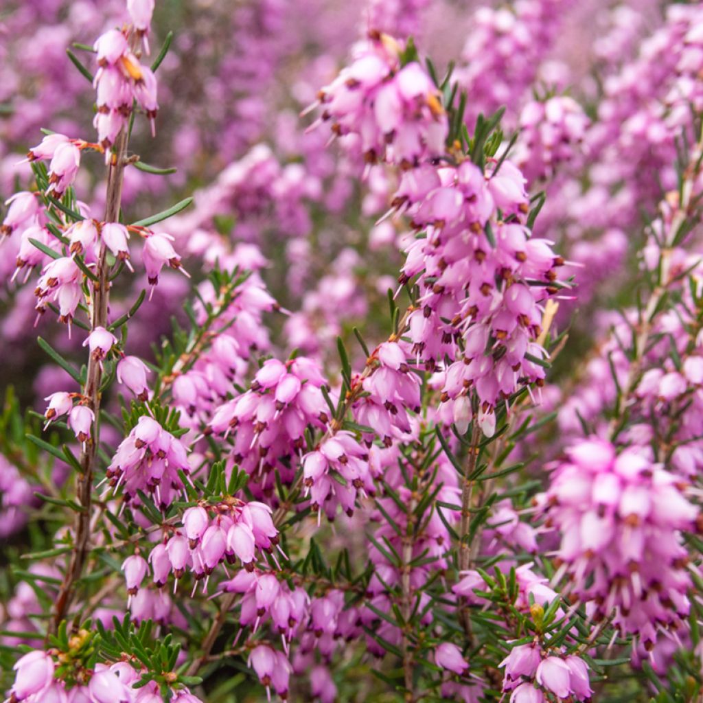 Erica terminalis