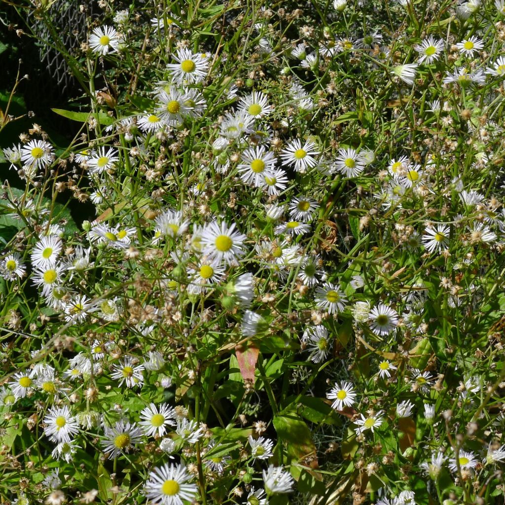 Erigeron annus, Vergerette