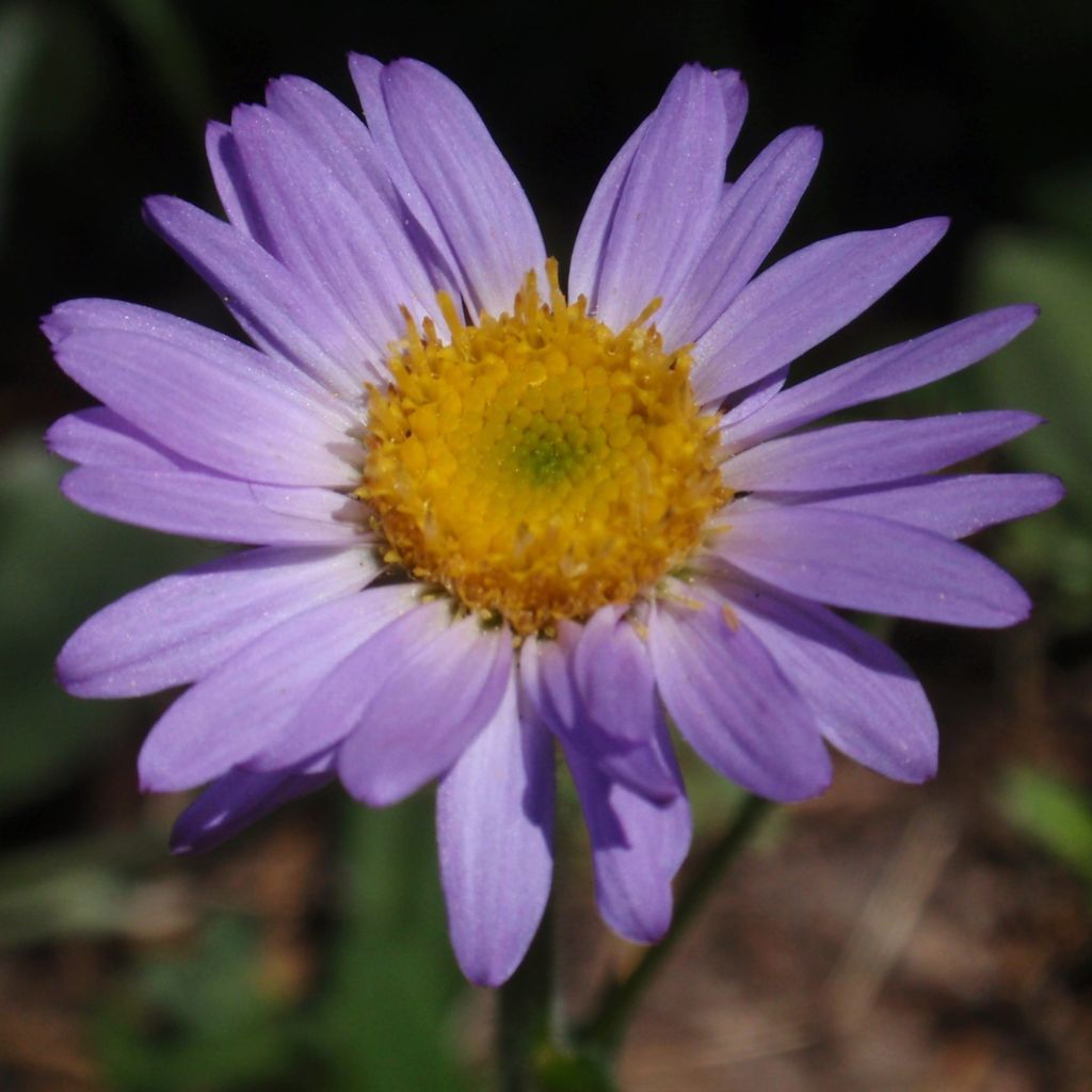 Erigeron leiomerus