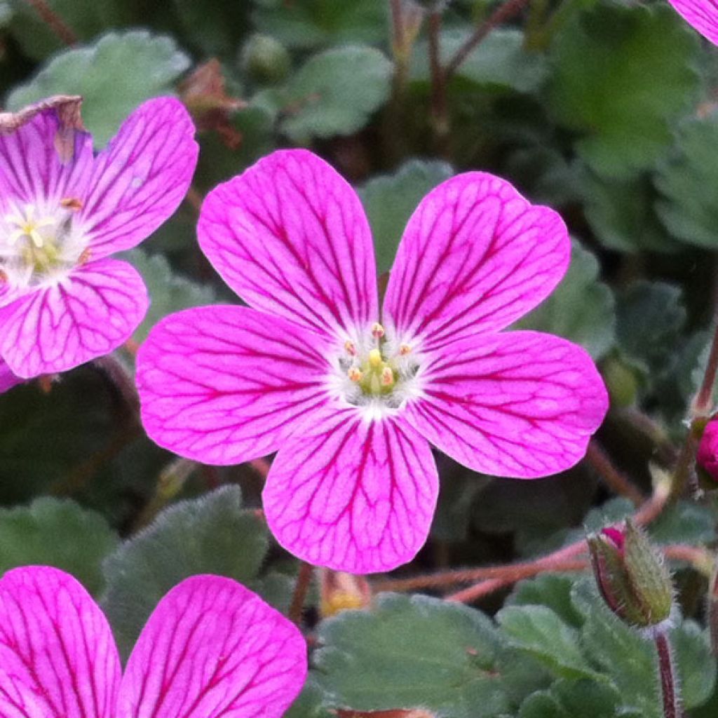 Erodium Bishop's Form