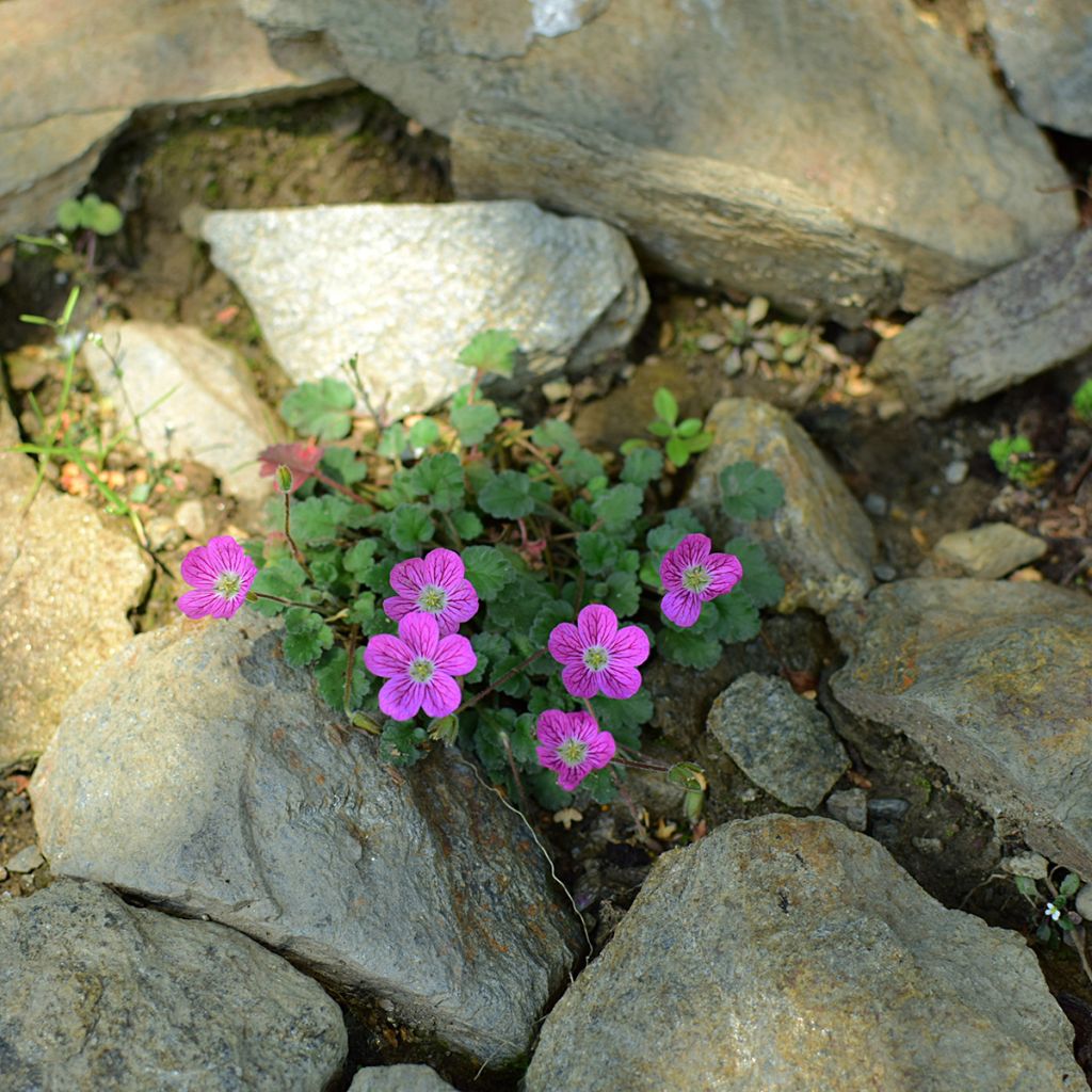 Erodium Bishop's Form