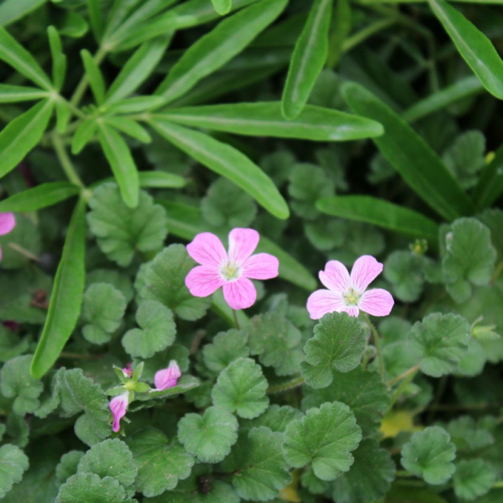 Erodium Bishop's Form