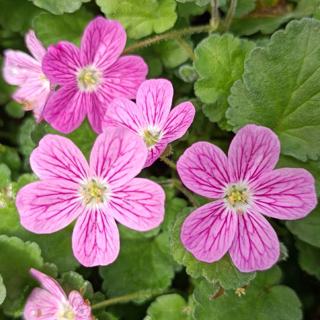 Erodium Bishop's Form