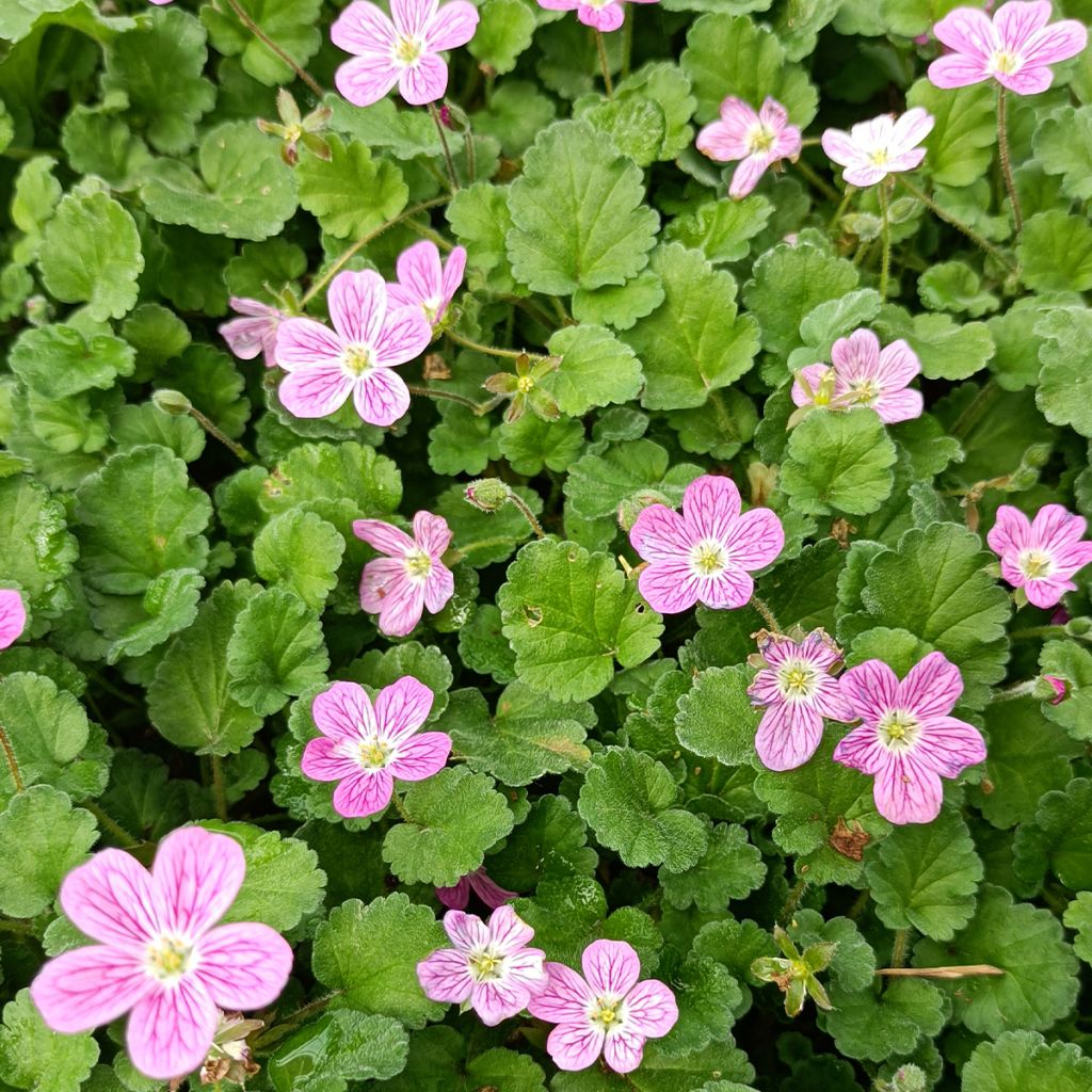 Erodium Bishop's Form