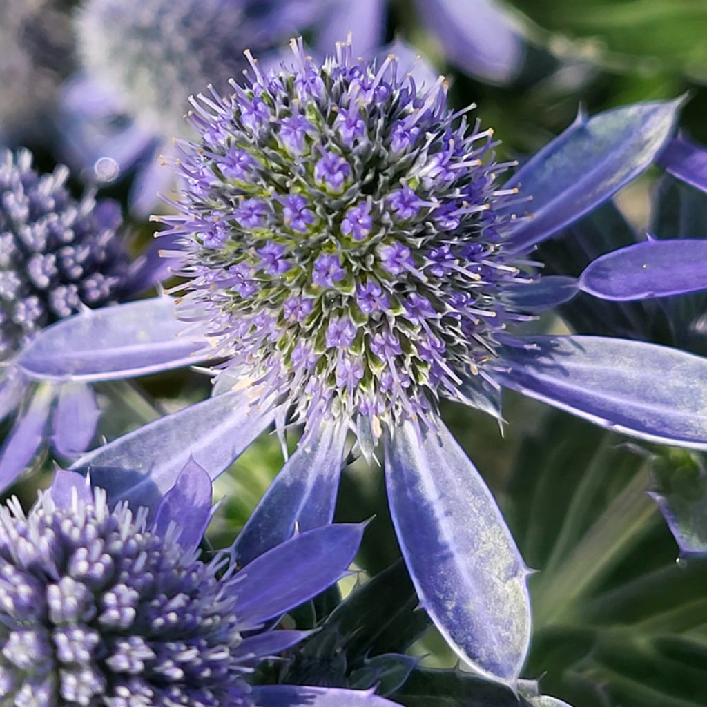Eryngium planum Grumpy
