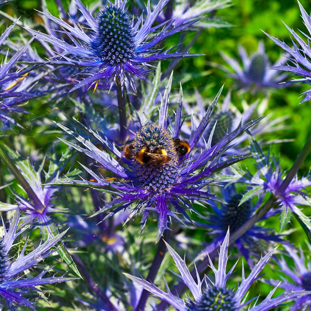Eryngium alpinum Blue Star -