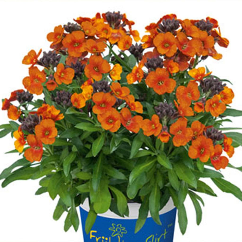 Erysimum linifolium Winter Touch - Violaciocca