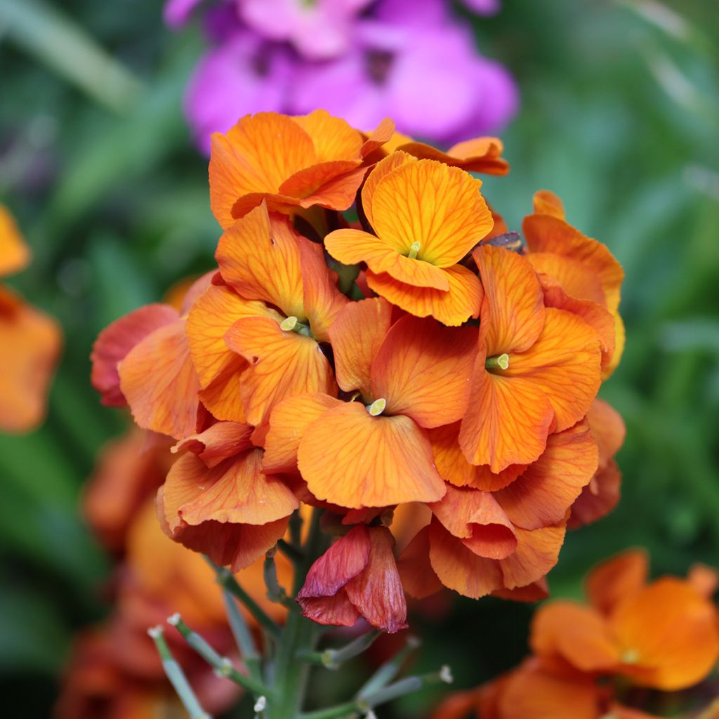 Erysimum linifolium Winter Touch - Violaciocca