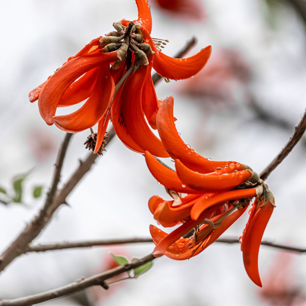Erythrina caffra - Albero del corallo
