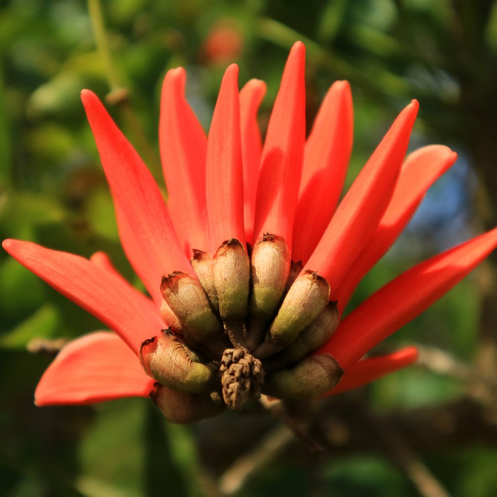 Erythrina caffra - Albero del corallo