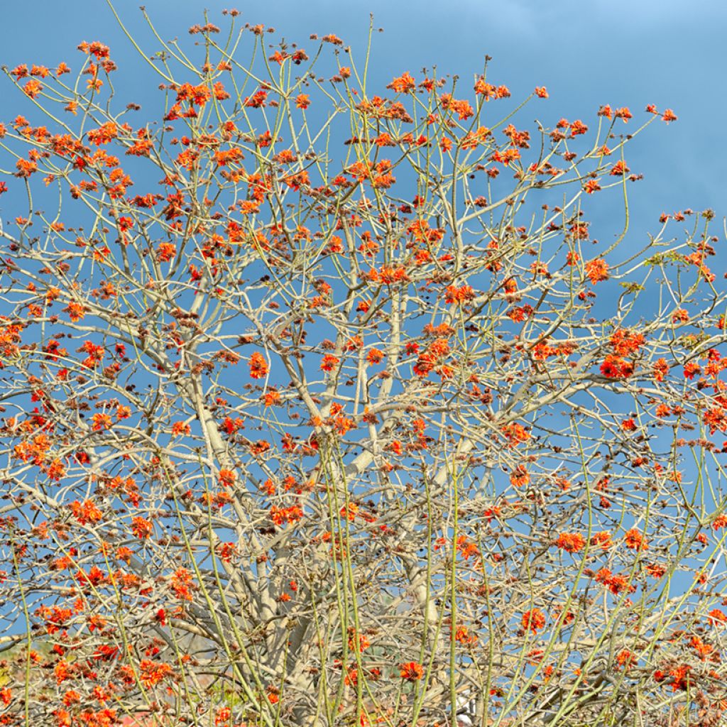 Erythrina caffra - Albero del corallo