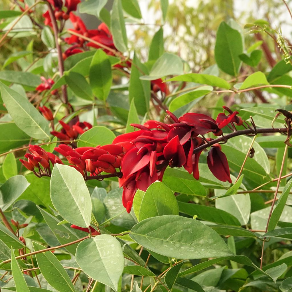 Erythrina crista-galli (semi)