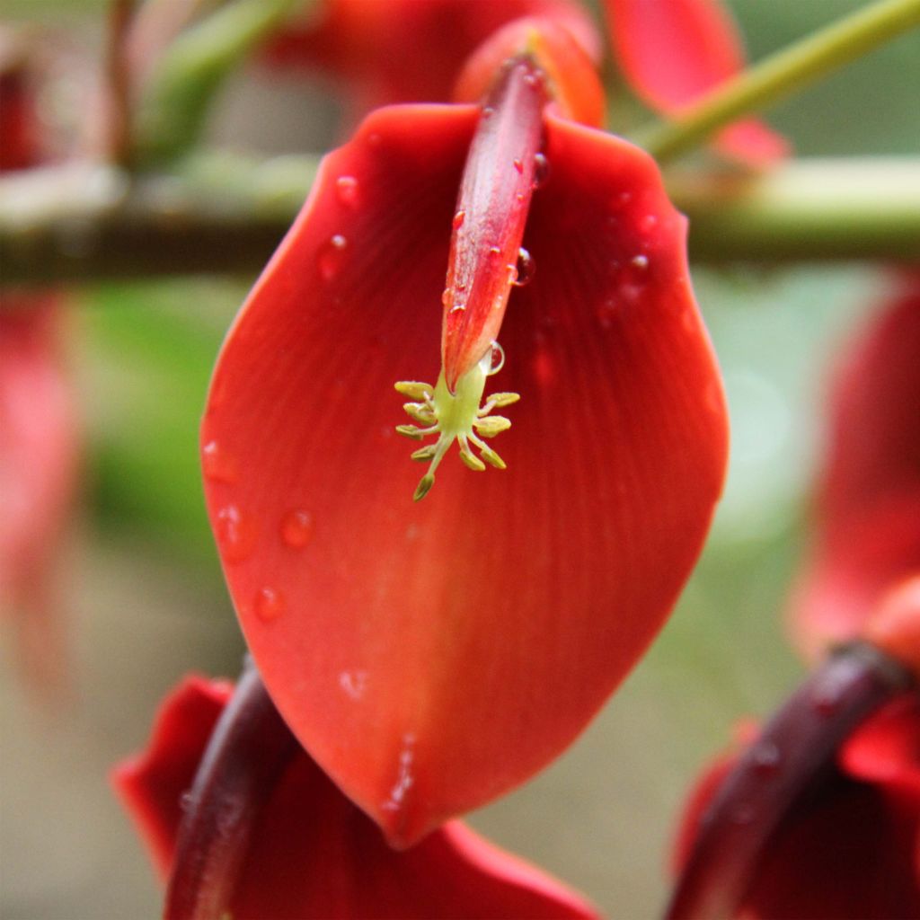 Erythrina crista-galli Compacta