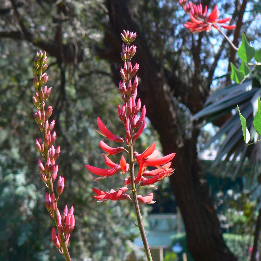 Erythrina bidwillii