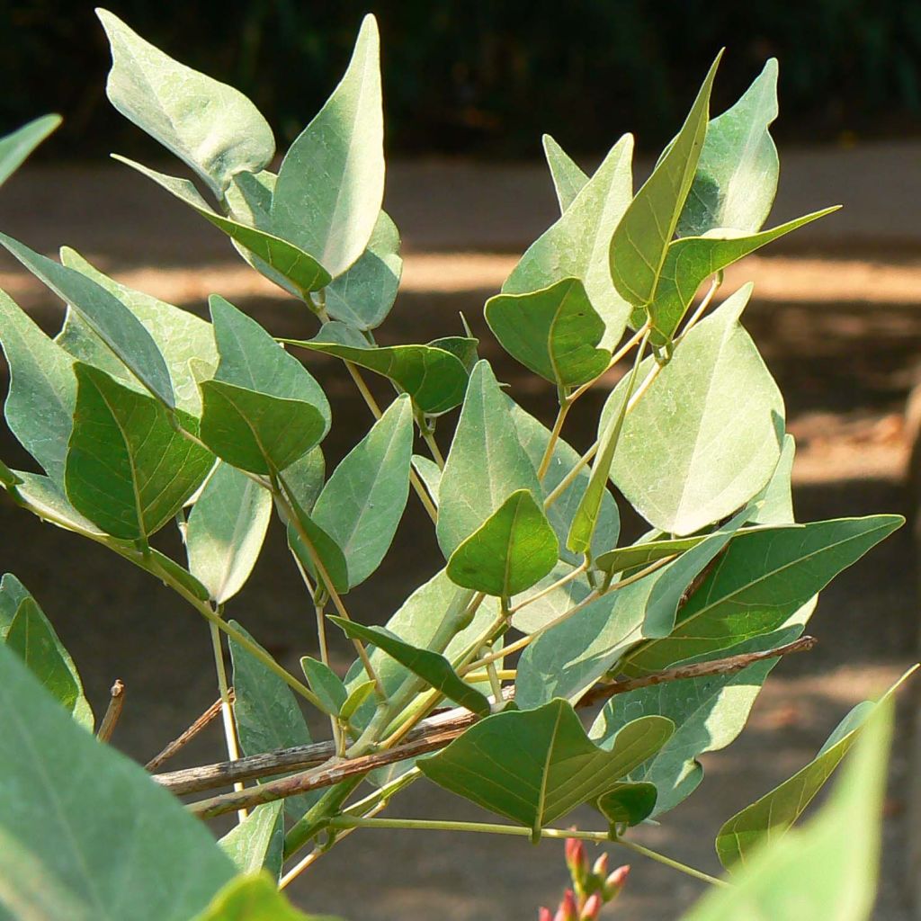 Erythrina bidwillii