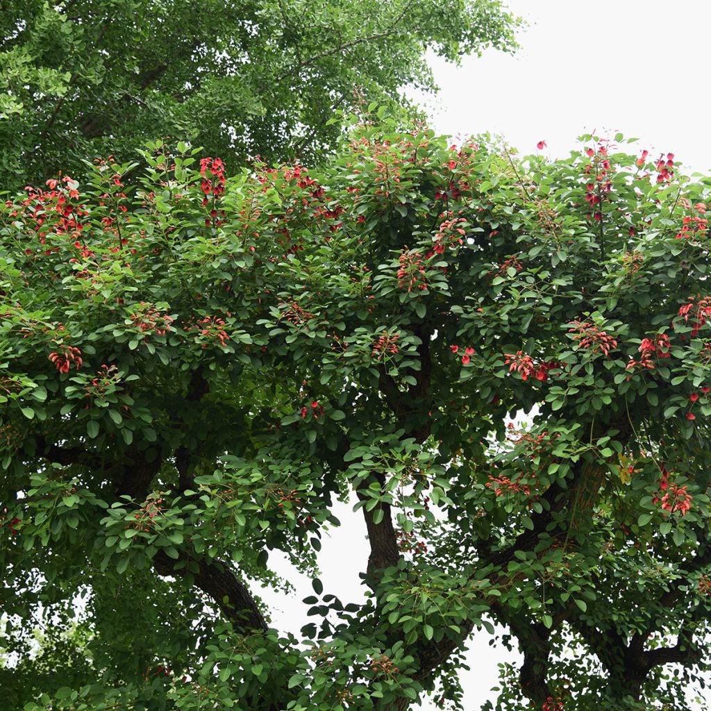 Erythrina crista-galli (semi)