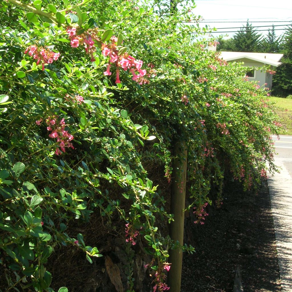 Escallonia rubra var. macrantha