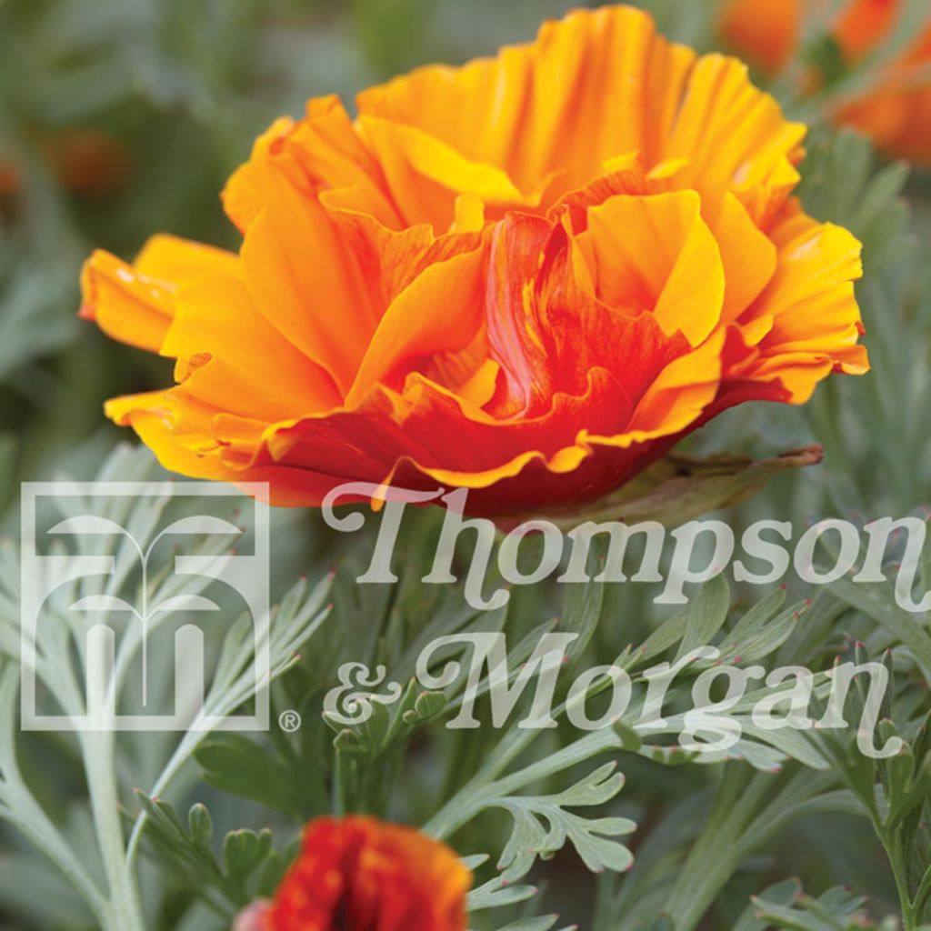 Pavot de Californie Rosebud orange - Eschscholzia californica