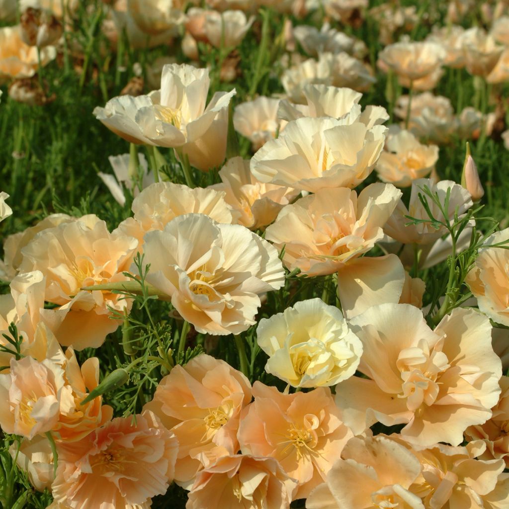 Eschscholzia Pink Champagne - Papavero della California