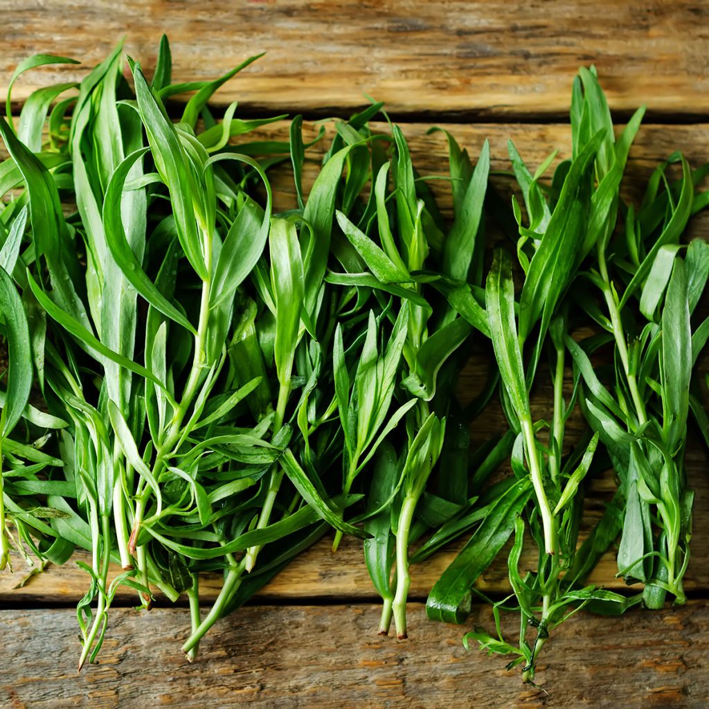 Artemisia redowski dracunculoides - Dragoncello