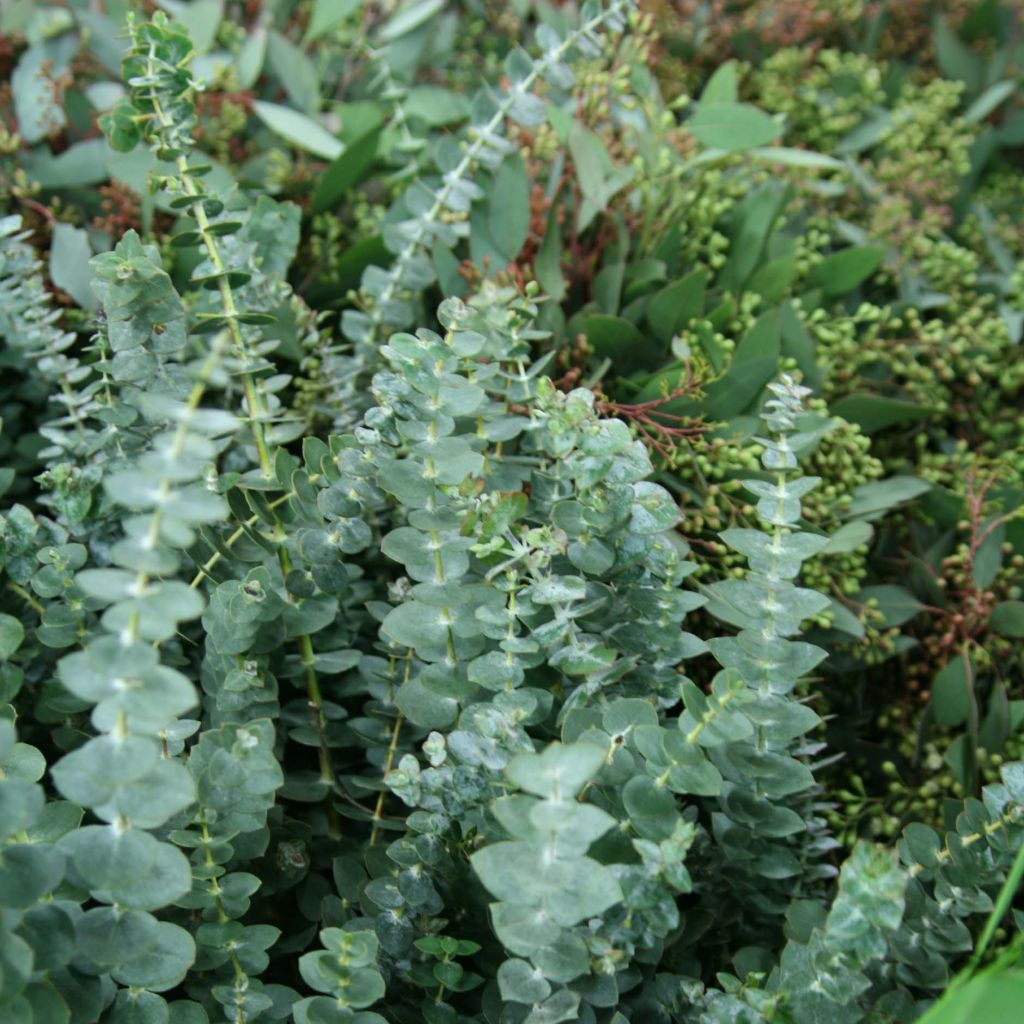 Eucalyptus pulverulenta Baby Blue - Eucalipto