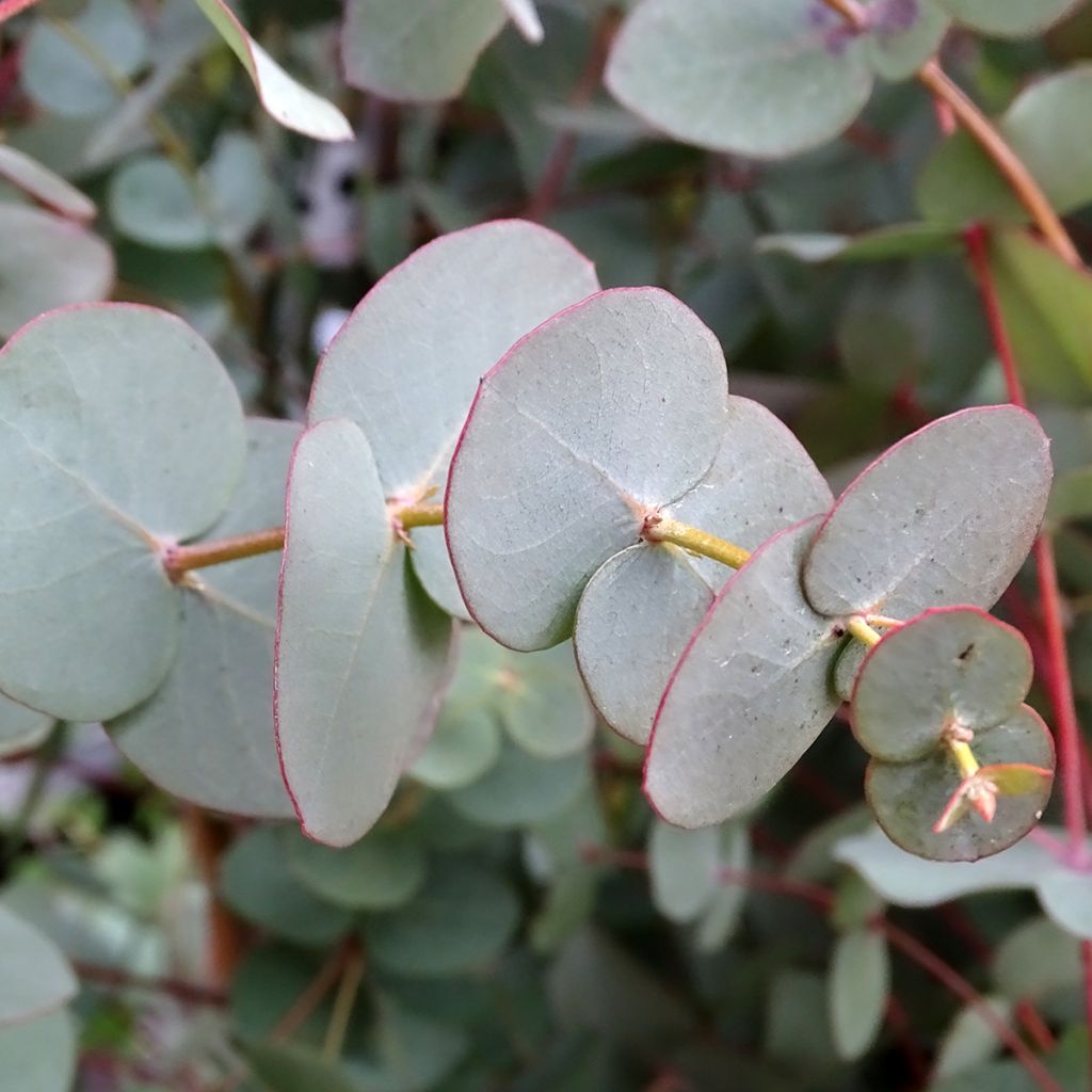 Eucalyptus pulverulenta Baby Blue - Eucalipto