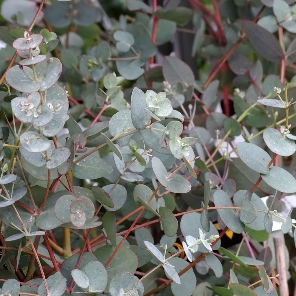 Eucalyptus pulverulenta Baby Blue - Eucalipto