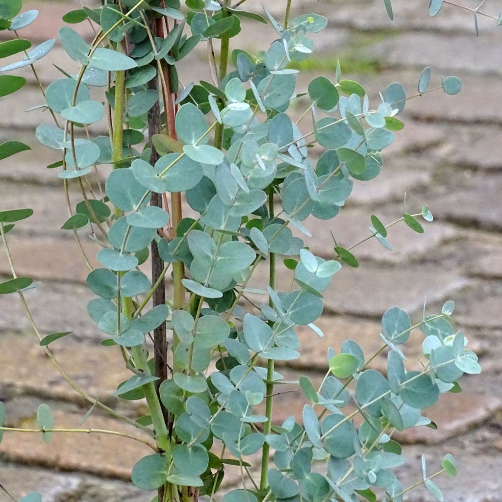 Eucalyptus pulverulenta Baby Blue - Eucalipto